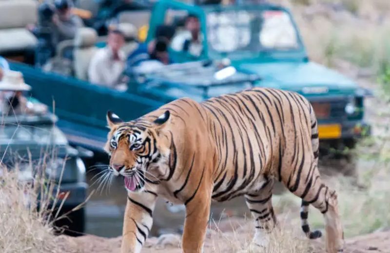 Golden Triangle Tour with Ranthambore